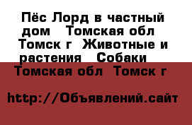 Пёс Лорд в частный дом - Томская обл., Томск г. Животные и растения » Собаки   . Томская обл.,Томск г.